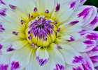 USA, Oregon. Dahlias in summer bloom. Art Print